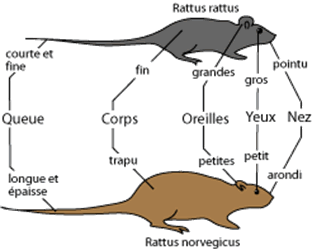 Comparaison rat d'égouts et rat noir